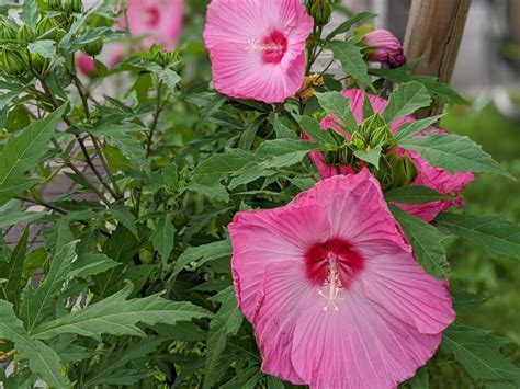 樹芙蓉|フヨウ（芙蓉）とは？育て方・栽培方法